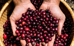 Muốn cà phê Việt bán giá cao, phải bắt đầu từ vùng trồng