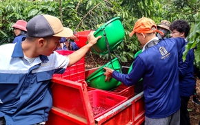 'Nâng chất' Robusta từ gốc: Để hạt cà phê Lâm Đồng được thế giới gọi tên