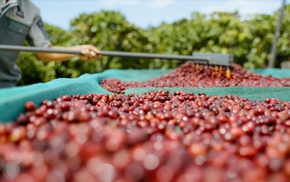 Liên kết nông hộ để giữ 'chuẩn' cà phê Robusta từ vườn