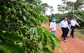 Gặp người đưa 110 héc ta Robusta bước vào cuộc chơi chất lượng cao