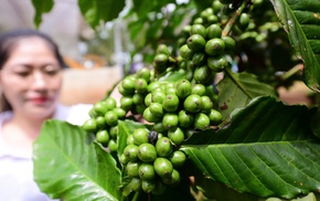 Thăm trang trại cà phê Robusta trĩu quả tại Lâm Đồng