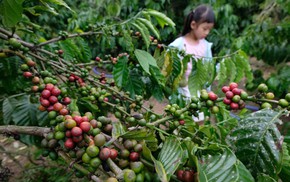 Khám phá 'chuẩn hoa hậu' của Robusta