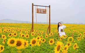 Cánh đồng hướng dương: khởi đầu quy trình khép kín của TH true MILK