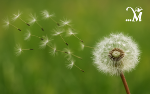 Podcast Mực Tím: Truyện ngắn Bồ công anh trước gió