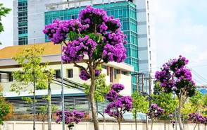 Bằng lăng tím phủ kín các tuyến đường Vĩnh Long thu hút nhiều người check-in