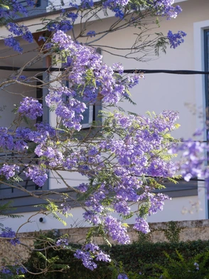 Đến phố núi Đà Lạt tận hưởng sự lãng mạn, bình yên mùa phượng tím