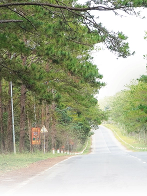 "Tắm rừng" và ăn bánh canh cá lóc ở Măng Đen