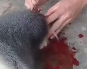 Làm rõ 5 người liên quan vụ giết khỉ, ăn óc khoe lên mạng