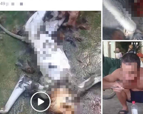 Vụ giết khỉ ăn óc, khoe lên mạng: Công an triệu tập 2 người liên quan