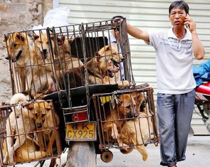 Vòng quanh thế giới thịt chó - Kỳ 4: Nguy cơ nhiễm bệnh từ thịt chó