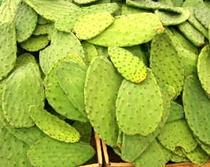 Cách làm mứt yến sa mạc từ xương rồng tai thỏ