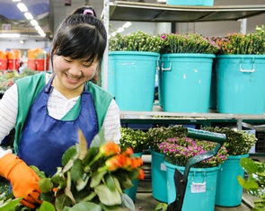 Hoa công nghệ cao đón tết, giá chỉ khoảng 50.000 - 150.000