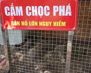Còn nhiều rắn hổ mây 'khủng' dưới chân Núi Cấm