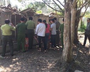 Không thể thả cặp rắn hổ mây 'khủng' 60kg về lại núi Cấm?