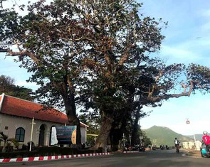 Cây bàng bi tráng nuôi sống hàng ngàn người tù Côn Đảo