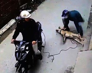 Bà con xứ Thanh ngẩn ngơ khi chỉ 1 đêm, 40 con chó bị 'cẩu tặc' bắt trộm