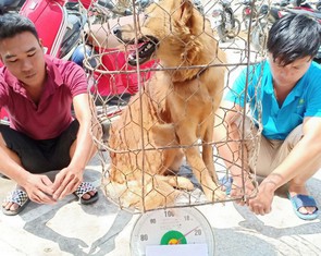 Từ đầu năm đến nay, nhóm nghi phạm ở Thanh Hóa trộm, tiêu thụ hơn 100 tấn chó