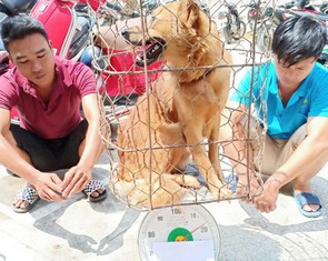 Nói không với thịt chó, tôi ủng hộ!