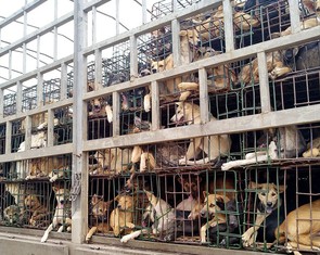Bỏ ăn thịt chó, được không?