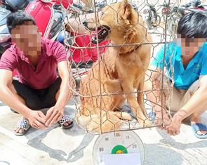 'Ăn thịt gà, bò, heo cũng không tốt đẹp hơn so với ăn thịt chó': đúng không?