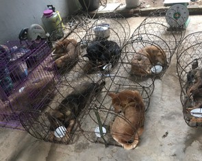 Một nhóm 'cẩu tặc' chỉ hơn 8 tháng trộm mấy ngàn con chó