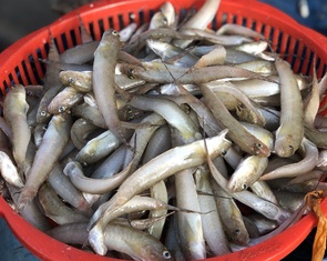 Bán hôm nay nữa thôi, mai có cá cũng không bán, để dành ăn tết
