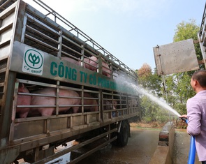 Giá heo hơi giảm, nhưng vẫn thiếu 200.000 con