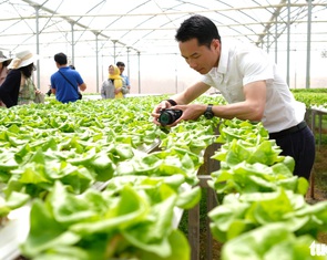 Lo ngại xây dựng trái phép, Đà Lạt dừng phát triển du lịch canh nông