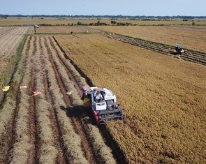 Đến năm 2030, giảm gần 350.000ha đất lúa, tăng 120.000ha đất công nghiệp