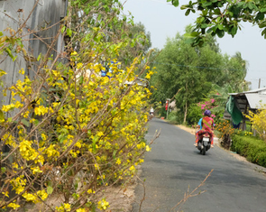 Dịch không thể giết chết được một mùa xuân