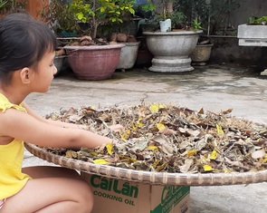 Tết Đoan Ngọ về cắt lá mùng năm