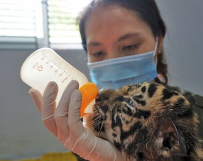 7 'đại sứ' hổ con ở Vườn quốc gia Pù Mát