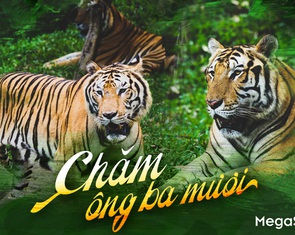 CHĂM ÔNG BA MƯƠI…