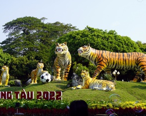 Hổ Vũng Tàu… dương oai