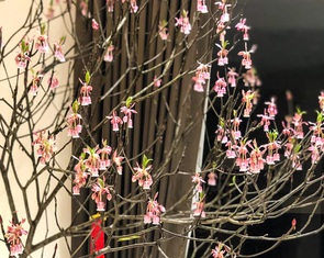 Đào chuông độc lạ giá bạc triệu