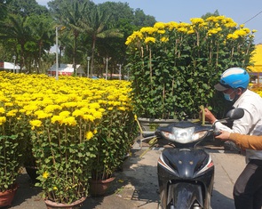 Hoa Tết ở TP.HCM: Nhà vườn và người mua thử sức kiên nhẫn của nhau