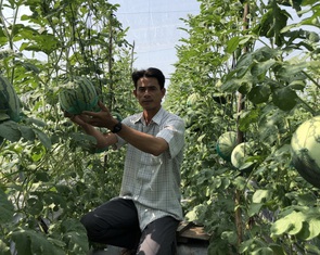 Độc lạ: Dưa hấu leo giàn chưng Tết