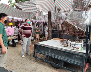 Đào, quất từ miền Bắc, miền Trung đồng loạt 'đổ bộ' về TP.HCM