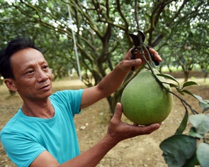 Đặc sản bưởi Tân Triều chưa Tết đã ‘cháy’ hàng