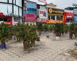 Chiều cuối cùng năm Tân Sửu: Các điểm bán đào, quất, lan... ở Hà Nội 'ế' khách, hoa bó đắt hàng