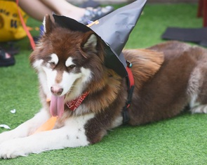 Cuộc thi ‘Lan tỏa năng lượng tích cực 2022’: Khi Gen Z tổ chức sân chơi cho thú cưng