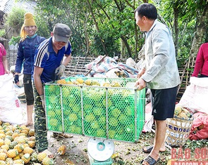 Mùa dứa ngọt