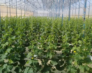 Khởi nghiệp với phế phẩm nông nghiệp