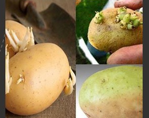 Tận dụng khoai tây hư hỏng làm xà bông