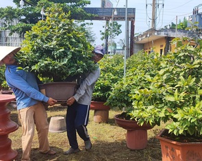 Hoa Tết không thiếu, chỉ lo sức mua