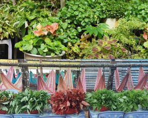 Lên Núi Cấm, nhấm tuyệt đỉnh rau rừng