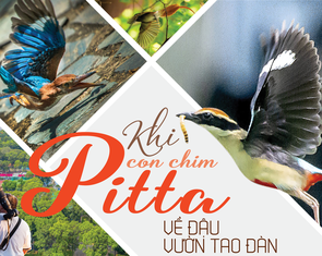 Khi con chim Pitta về đậu vườn Tao Đàn