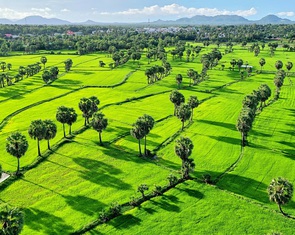 Về Tịnh Biên - An Giang leo núi Cấm, ngắm hoàng hôn trên cánh đồng thốt nốt
