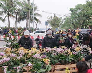 Hà Nội: lan hồ điệp ‘sale sập sàn’ vẫn vắng khách mua