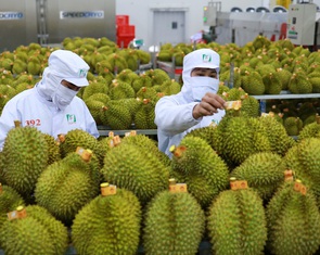 Dịp Tết, sầu riêng Việt Nam được 'săn đón' mạnh ở Trung Quốc
